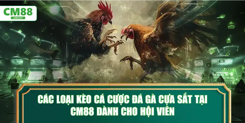 Các loại kèo cá cược đá gà cựa sắt tại CM88 dành cho hội viên