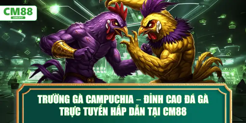 Trường gà Campuchia – Đỉnh cao đá gà trực tuyến tại CM88